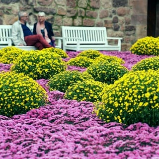 Blumen blühen vor einer Mauer, vor der zwei ältere Menschen sitzen.