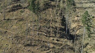 Dürre Bäume auf trockenem, staubigem Waldboden