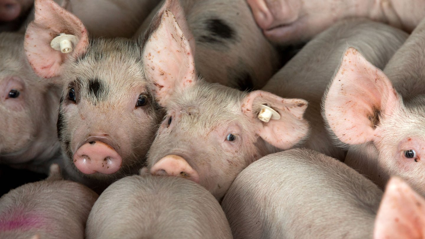 Keine Schweine-Massenzucht in Bad Dürrheim