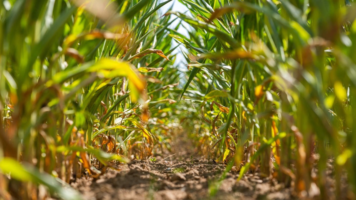 “Unsolved Mystery: Woman from Freiburg, Murdered in a Corn Field 30 Years Ago”