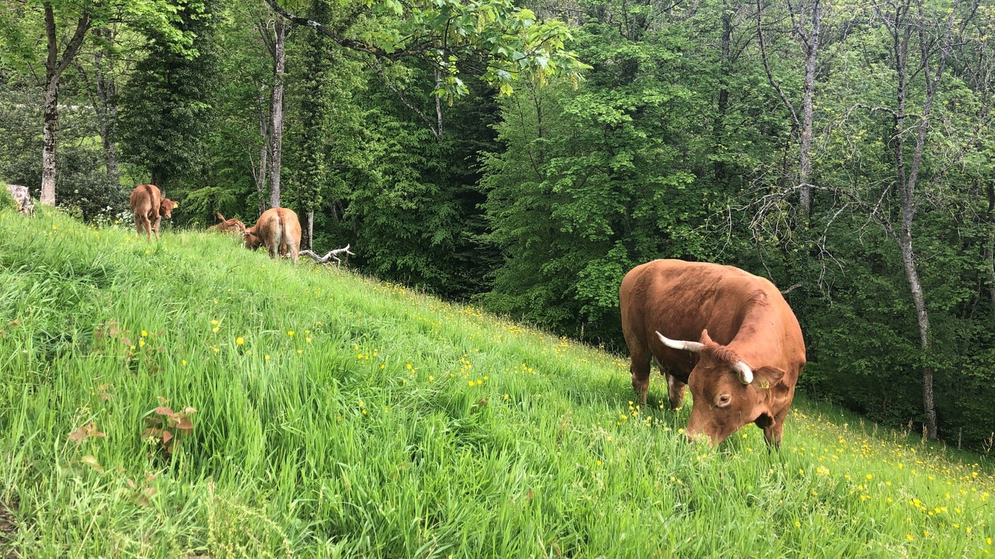 New Concept for Protecting Cattle Herds from Wolves Introduced by BW Ministry of Environmental Protection