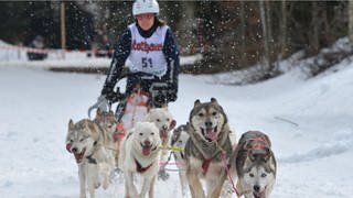 Die Organisatoren des Internationalen Schlittenhunderennens in Todtmoos im Schwarzwald hoffen, dass der Wettbewerb dieses Jahr stattfinden kann.