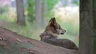 ein Wolf von hinten liegend im Wald