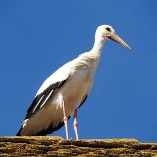 Storch auf einem Dach - es fehlt das Nest