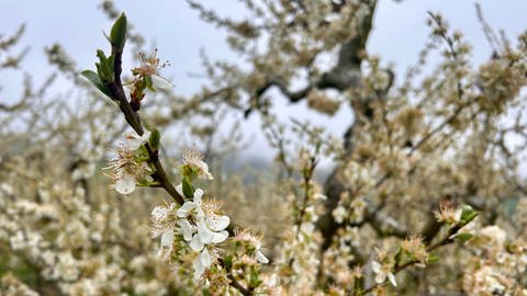 Kirschblüte im Markgräflerland