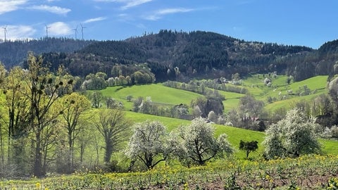 Die Natur ist aus dem Winterschlaf erwacht - es grünt im Wildtal zwischen Freiburg-Zähringen und Gundelfingen.