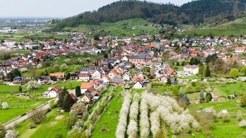 Obstbäume stehen nahe Ohlsbach im Ortenaukreis auf einer Wiese. 