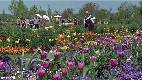 Tulpen und andere Blumen auf der Landesgartenschau 2022 in Neuenburg am Rhein