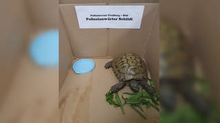 Die Schildkröte wurde in Freiburg gefunden und hat die Nacht im Polizeirevier Freiburg Süd verbracht