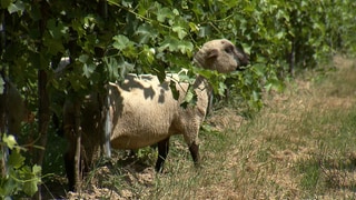 Dem Schaf gefällt´s zwischen den Weinstöcken