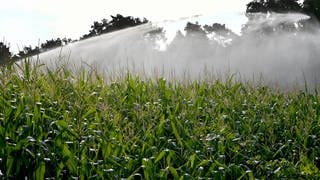 Eine Bewässerungsanalge auf einem Maisfeld