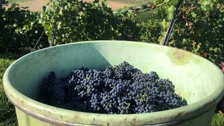 Ein Bottich voller Weintrauben in den Reben