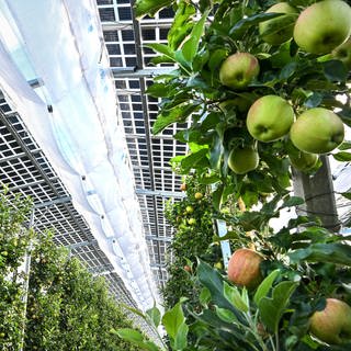 Äpfel unter Photovoltaik-Platten: Wie gut sie wachsen wird jetzt in Baden-Württemberg getestet.