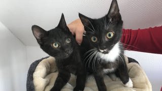 Diese beiden Katzenbabys hat der Verein "Tiere in Not" völlig unterernährt und krank in Bollschweil gefunden.