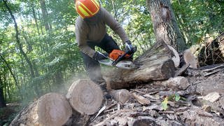 Eine Mitarbeiterin der Berliner Forsten sägt alte Eichenstämme zurecht, bevor diese in einer Holzspaltmaschine gespalten werden. Die Meterstücken werden dann zu Brennholz verarbeitet.