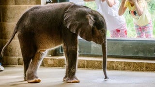 Kleiner Elefant steht vor einem Fenster. Zwei Mädchen drücken ihre Nasen dagegen. 