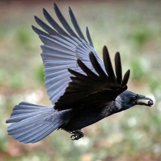 Eine fliegende Krähe mit einem runden Gegenstand im Schnabel