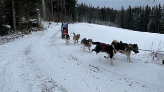 So läuft das Husky-Alternativprogramm zum Schlittenhunderennen in Todtmoos