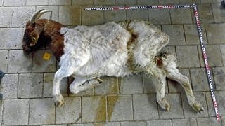Im Münstertal wurden Anfang Januar tote Ziegen gefunden. 