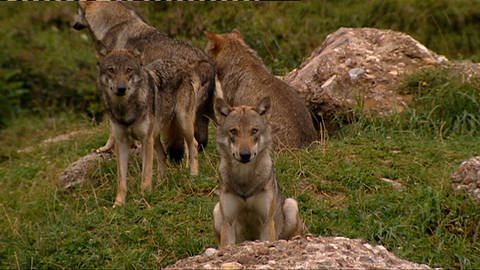 Der weibliche Wolf lebt schon länger in der Schweiz 