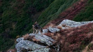 Der weibliche Wolf lebt schon länger in der Schweiz 