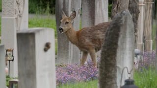 Die 60 Rehe auf dem größten Friedhof in der Schweiz "Hörnli" sollen umgesiedelt werden.