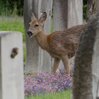 Die 60 Rehe auf dem größten Friedhof in der Schweiz "Hörnli" sollen umgesiedelt werden.