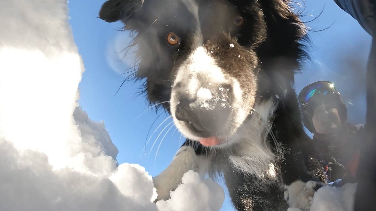 Lawinenhund-Schüler im Schnee