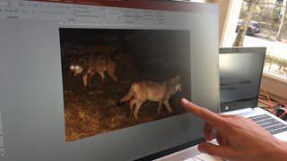 Auf einem Computerbildschirm in der FVA Freiburg ist ein fotografiertes Wolfspaar zu sehen