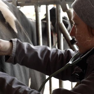 Im Kuhstall versorgt ein Tierarzt die Kühe. Um ihn herum Heu und die Besitzer.