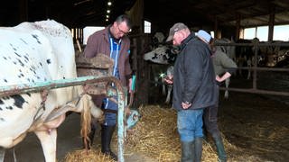Im Kuhstall versorgt ein Tierarzt die Kühe. Um ihn herum Heu und die Besitzer.