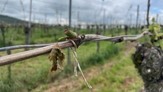 Ein Unwetter hat Hagelschäden am Kaiserstuhl angerichtet