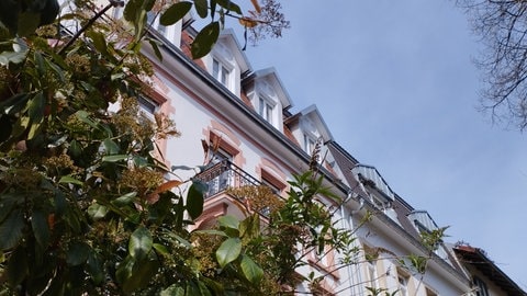 Ein Busch vor einem rosa-weißen Haus und blauem Himmel