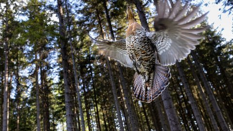 Ein Auerhuhn fliegt in den Wald.