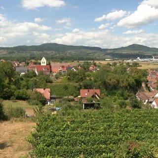 Weinberge und im Hintergrund liegt eine Ortschaft.