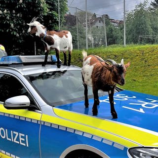 Die Ziegen hatten auch vor einem Polizeiauto keinen Respekt.