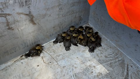 Die Entenküken wurden gerettet. Die elf Küken sitzen in einer Box und sehen ein bisschen mitgenommen aus. Ihre schwrzen Federn hängen schlapp an ihnen herunter. Der Ausflug auf die A5 war wohl anstrengend.