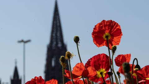 Freiburg ist nicht mehr sonnigste Stadt Deutschlands.