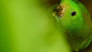 Ein kleiner grüner Vogel schaut hinter einem Blatt hervor.