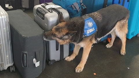 Ein Zollhund bleibt neben Koffern stehen.