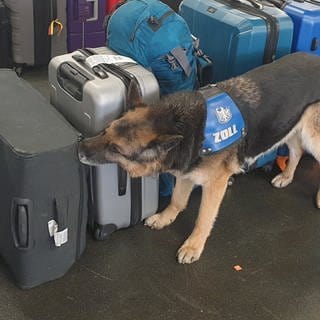 Ein Zollhund bleibt neben Koffern stehen.