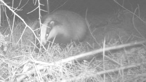 Dachs der in der Nacht fotografiert wurde.