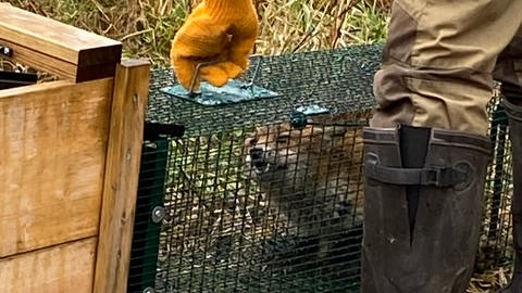 fuchs in der lebendfalle