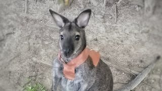 Känguru Jack aus dem Schwarzwaldzoo