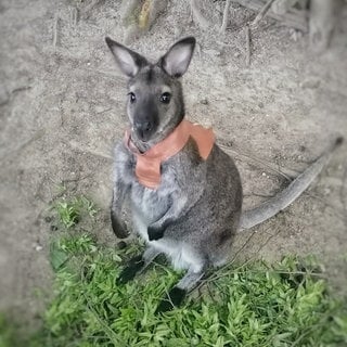 Känguru Jack aus dem Schwarzwaldzoo