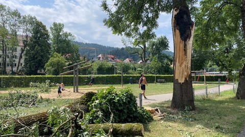 Sieht aus wie ein Blitzeinschlag, ist aber ein Sturmschaden: An der Dreisam in Freiburg ist infolge des Unwetters ein riesiger Ast heruntergekracht. Die schwarze Stelle am Baumstamm ist kein verkohlter Fleck, sondern kommt laut Garten- und Tiefbauamt von eingewachsener Rinde.