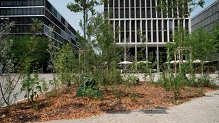 Pflanzen vor urbaner Landschaft