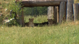 Zwei Löwen liegen auf einer Wiese