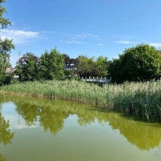 Zu sehen ist der Brandweiher in Märkt, Weil am Rhein. Der Weiher hat grünes Wasser. Am Rand wachsen Schilf und Bäume. Im Wasser spiegeln sich die Pflanzen und der Himmel