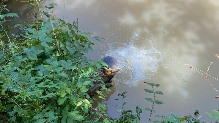 Zu sehen ist ein Rohr aus dem Wasser in einen Teich fließt. Das Rohr macht nach oben einen Bogen, so dass das Wasser von oben nach unten in den Teich fällt.